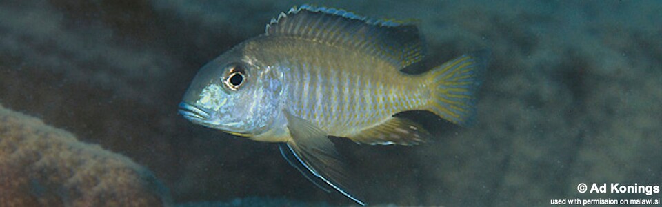 Tramitichromis brevis 'Chizumulu Island'