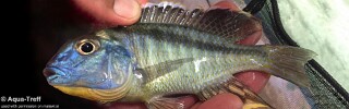 Tramitichromis brevis 'Nkhata Bay'.jpg