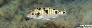 Tramitichromis intermedius 'Cobwe'.jpg