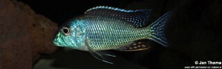 Tramitichromis cf. lituris! 'Tanzania'.jpg