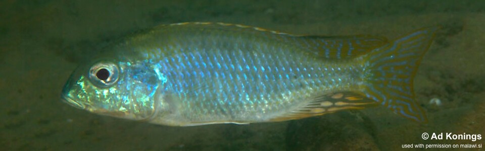 Tramitichromis sp. 'chembe shallow' Chembe