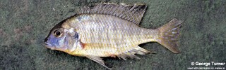 Tramitichromis sp. 'false lituris' South East Arm.jpg