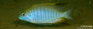 Tramitichromis sp. 'red gular' Songwe Hill.jpg