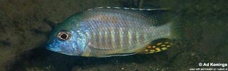 Tramitichromis sp. &#39;brevis magunga&#39; Magunga