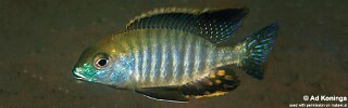 Tramitichromis sp. &#39;chembe circle&#39; Cape Maclear