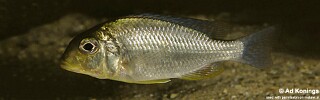 Tramitichromis sp. &#39;lituris yellow&#39; Senga Bay