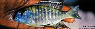 Tramitichromis sp. &#39;variabilis likoma&#39; Likoma Island