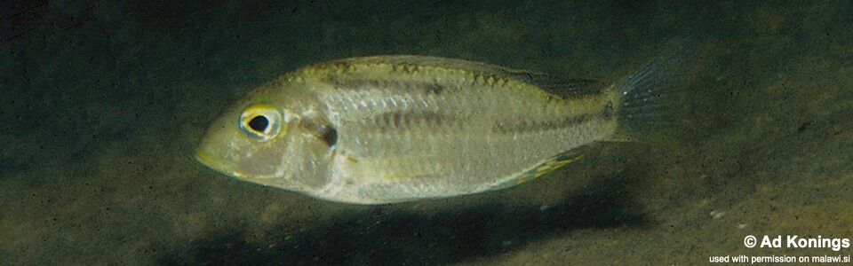Tramitichromis trilineatus 'Chembe'