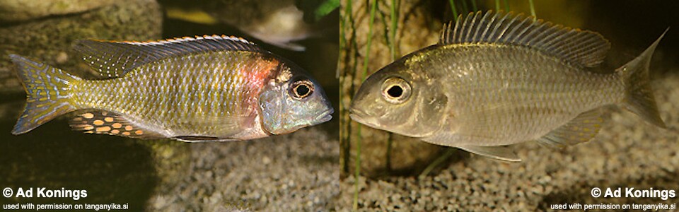 Tramitichromis variabilis 'Senga Bay'