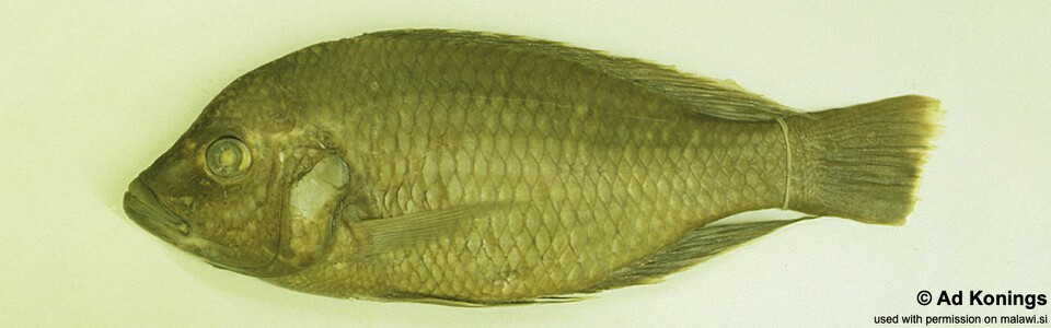 Trematocranus labifer (holotype)