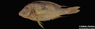 Trematocranus pachychilus.jpg