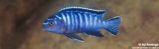 Tropheops kamtambo 'Chimwalani (Eccles) Reef'.jpg
