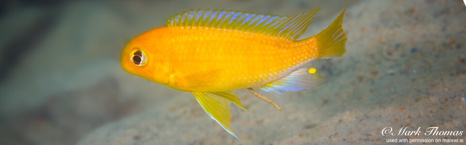 Tropheops macrophthalmus 'Chirwa Island'
