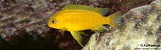 Tropheops macrophthalmus 'Chizumulu Island'.jpg