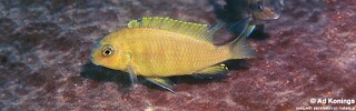 Tropheops macrophthalmus 'Linganjala Reef'.jpg