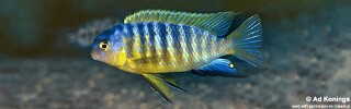 Tropheops sp. 'aurora' Njambe.jpg