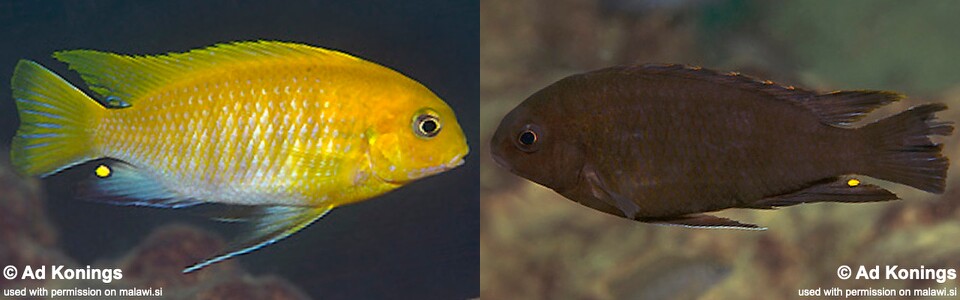 Tropheops sp. 'black hara' Gallireya Reef