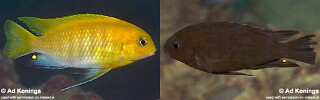 Tropheops sp. 'black hara' Gallireya Reef.jpg