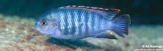 Tropheops sp. 'chilumba' Maison Reef.jpg