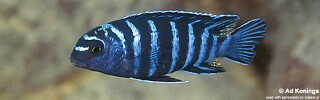 Tropheops sp. 'elongatus chizumulu' Linganjala Reef.jpg