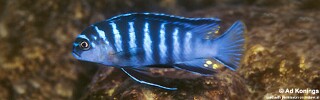 Tropheops sp. 'elongatus metangula' Minos Reef.jpg
