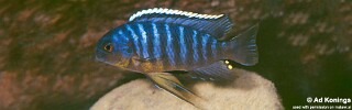 Tropheops sp. 'goldbreast' Liutche.jpg