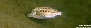 Tropheops sp. 'masimbwe' Harbour Island.jpg