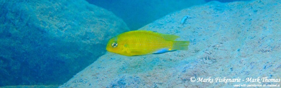 Tropheops sp. 'mauve yellow' Lundu