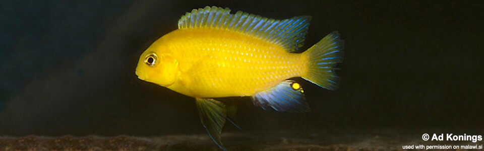 Tropheops sp. 'mauve yellow' Minos Reef