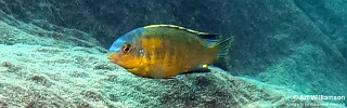 Tropheops sp. 'mbenji yellow' Fuawe Island.jpg