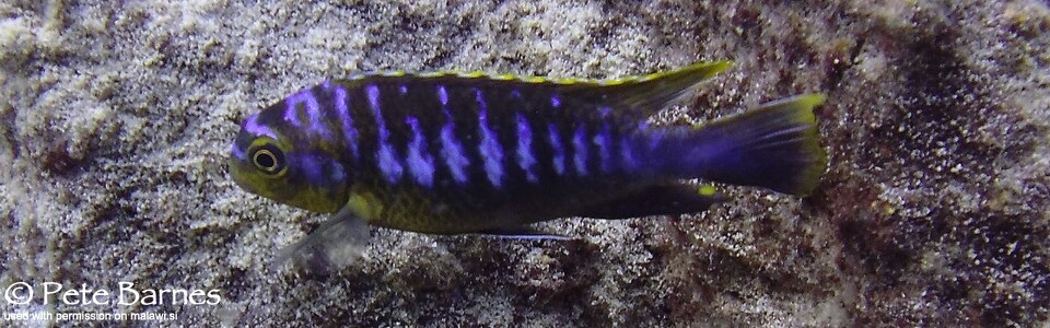 Tropheops sp. 'membe' Masimbwe Island