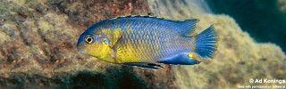 Tropheops sp. 'yellow chin' Hai Reef.jpg