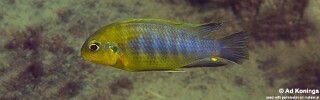 Tropheops sp. 'yellow chin' Same Bay.jpg