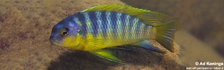 Tropheops sp. 'aurora' Ndonga.jpg