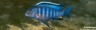 Tropheops sp. 'black dorsal' Makanjila Rocks.jpg