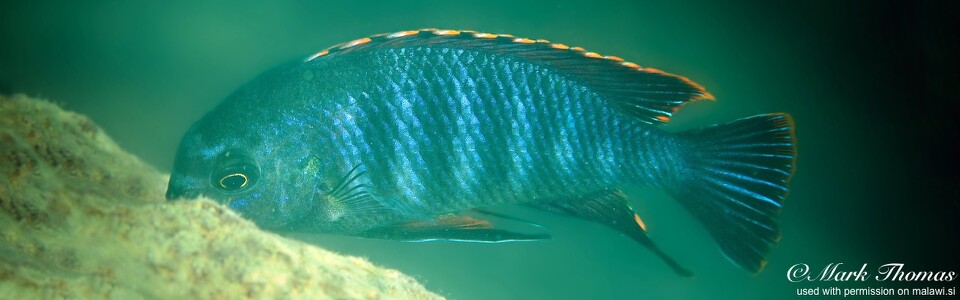 Tropheops sp. 'chilumba' Kaphaso Reef