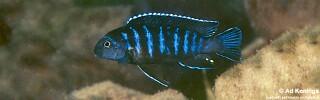 Tropheops sp. 'elongatus mbako' Hai (Chimate) Reef.jpg