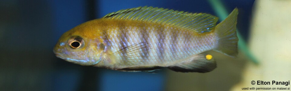 Tropheops sp. 'macrophthalmus chitimba blue' Gallireya Reef