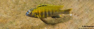 Tropheops sp. 'masimbwe'  Crocodile Rocks.jpg