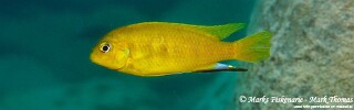 Tropheops sp. 'mauve yellow' Lundo Island.jpg