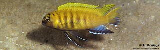 Tropheops sp. 'red fin' Hongi Island.jpg