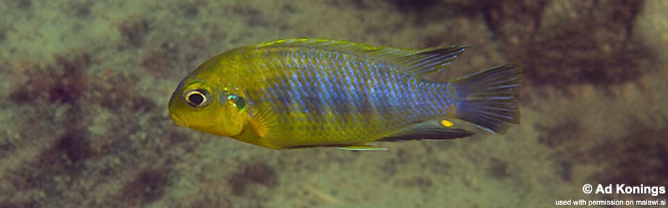 Tropheops sp. 'yellow chin' Same Bay