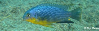 Tropheops sp. 'yellow chin' Chiwi Rocks.jpg