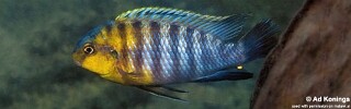 Tropheops sp. 'yellow gular' Chimwalani (Eccles) Reef.jpg