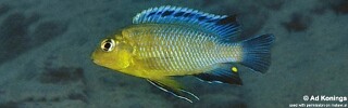 Tropheops sp. 'yellow gular' Ntekete.jpg