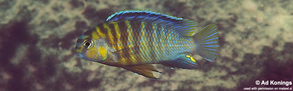 Tropheops tropheops 'Mazinzi Reef'<br><font color=gray>Tropheops sp. 'broadmouth' Mazinzi Reef</font> 