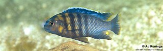Tropheops tropheops 'Crocodile Rocks'.jpg