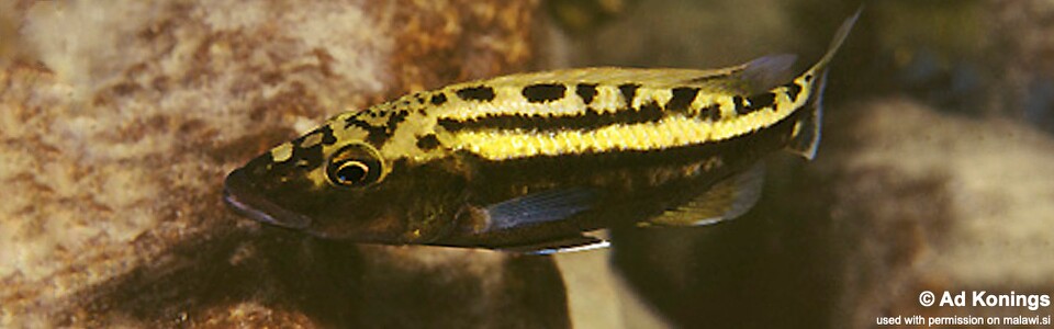 Tyrannochromis macrostoma 'Likoma Island'
