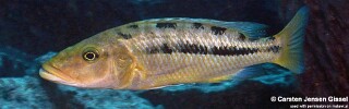 Tyrannochromis macrostoma 'Chiwi Rocks'.jpg