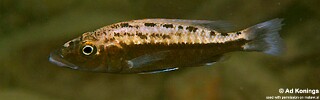 Tyrannochromis macrostoma 'Gome'.jpg